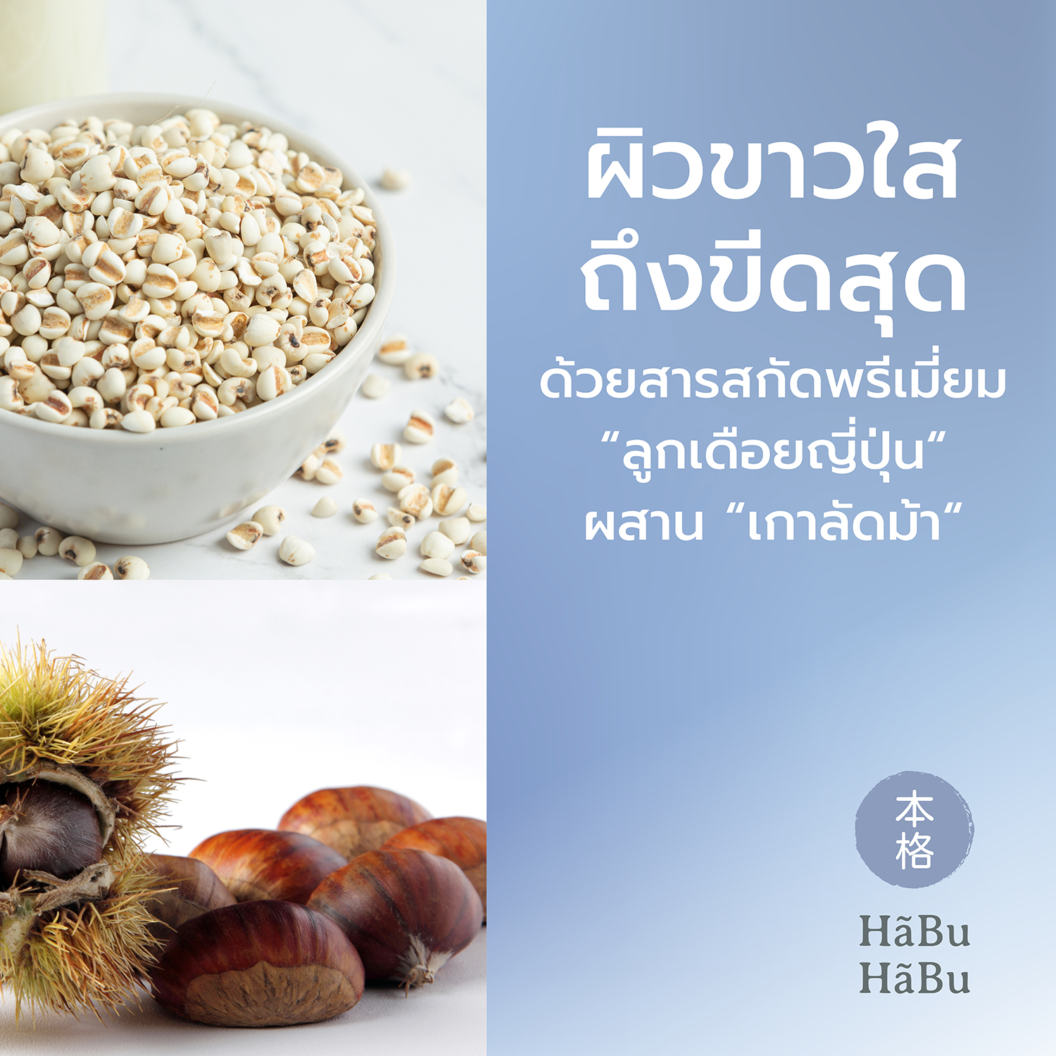 HABU-pic2000px-YUKIHADA